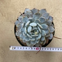 【多肉植物】エケベリア　ラウリンゼ
