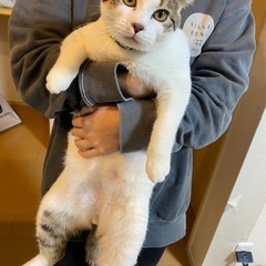至急ご連絡お願いします。知り合いが猫アレルギーで飼えなくなりました