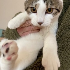 至急ご連絡お願いします。知り合いが猫アレルギーで飼えなくなりました − 宮城県