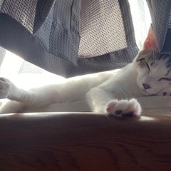 至急ご連絡お願いします。知り合いが猫アレルギーで飼えなくなりました - 亘理郡