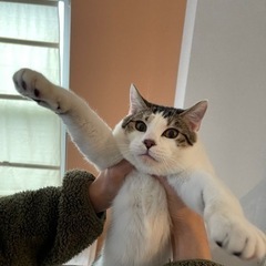 至急ご連絡お願いします。知り合いが猫アレルギーで飼えなくなりました - 猫