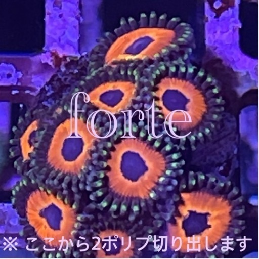 【サンゴ】マメスナギンチャク・ブライトアイズ