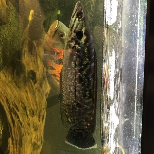 中型熱帯魚セット