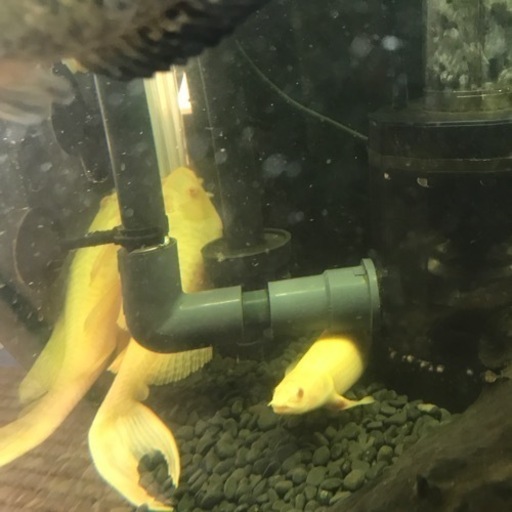中型熱帯魚セット