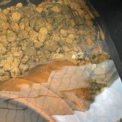 クロメダカで癒されませんか❓