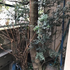 植木　柘植
