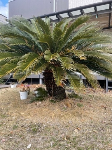 ソテツ株　15年もの