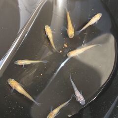メダカ（灯錦）※選外※《2021年生：幼魚》１匹あたり