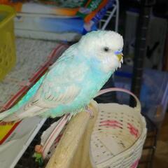 セキセイインコ男の子の里親募集