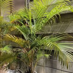アレカヤシ3本の画像