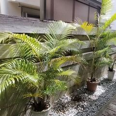 アレカヤシ3本の画像