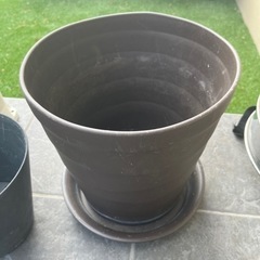 鉢植え　二つセット