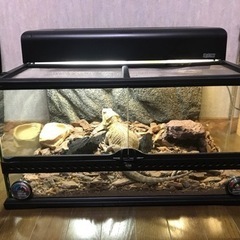 里親決まりました。