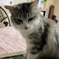 かわいい長毛猫ちゃん 灰白 男のこの画像