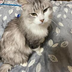 かわいい長毛猫ちゃん 灰白 男のこ − 富山県