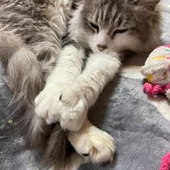 かわいい長毛猫ちゃん 灰白 男のこ - 射水市