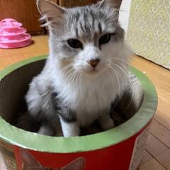 かわいい長毛猫ちゃん 灰白 男のこ - 猫