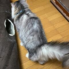 かわいい長毛猫ちゃん 灰白 男のこ - 里親募集