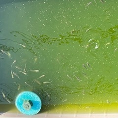 クロメダカで癒されませんか❓の画像