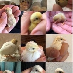 ひめうずら白姫1歳