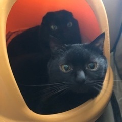 再募集(＞人＜;)5歳くらいの黒猫兄弟