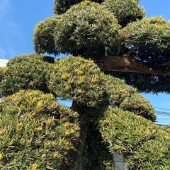 イヌマキ(槇の木)　　植木　　６月までの画像