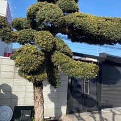 イヌマキ(槇の木)　　植木　　６月まで