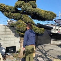 イヌマキ(槇の木)　　植木　　６月までの画像