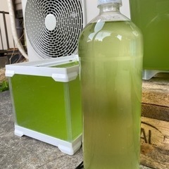 メダカ飼育用グリーンウォーター2000ml