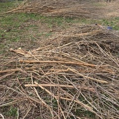 焚き火に薪ストーブに　しばですの画像