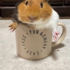 モルモット。