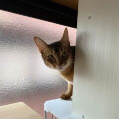 個性的な甘えん坊のアビシニアン - 大阪市