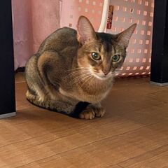 個性的な甘えん坊のアビシニアン − 大阪府