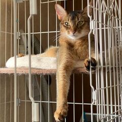 個性的な甘えん坊のアビシニアン - 猫