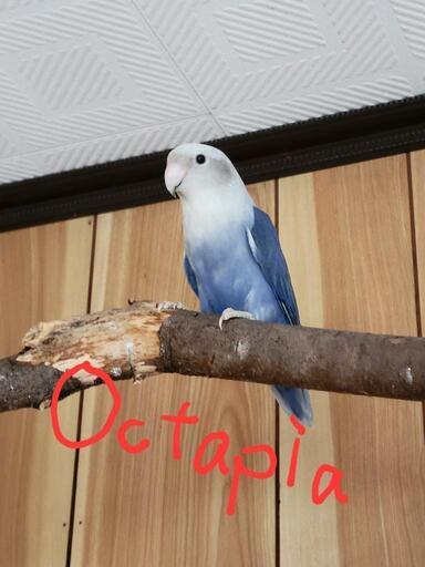 小桜インコ様、専用のpost 小桜インコ様、専用のpost 小桜インコ様、専用の確認post （鳥専門店