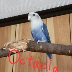 小桜インコ様、専用のpost LOVE】 ラブラブな2羽♡ #小桜インコ #初めてのペット #ペット