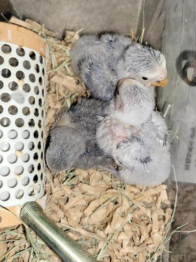 コザクラ(小桜)インコオキナインコジャンボ(大型)セキセイインコ