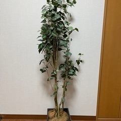 観葉植物 フェイクグリーン