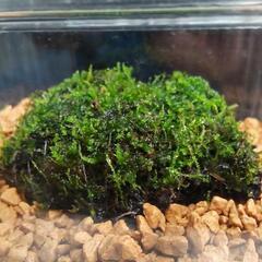 ★癒やしの苔活着溶岩石