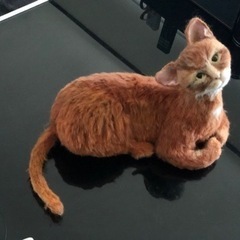 羊毛フェルトで愛犬　愛猫をつくりませんか？ - 友達