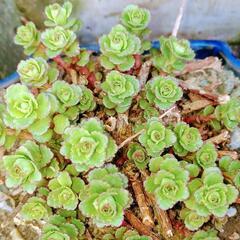 多肉植物　キリンソウ　苗