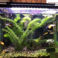 熱帯魚　グッピー約20匹　ミッキーマウスプラティ1匹