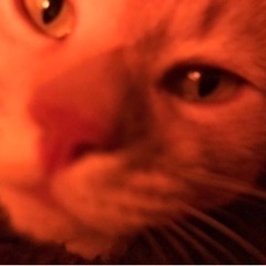 里親募集(猫)