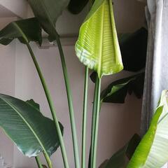 250cm　オーガスタ　値下げしました