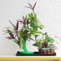 盆景オオタニワタリ、ムラサキオモトと草花