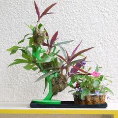 盆景オオタニワタリ、ムラサキオモトと草花の画像