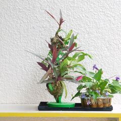 盆景オオタニワタリ、ムラサキオモトと草花の画像