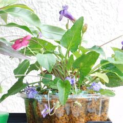 盆景オオタニワタリ、ムラサキオモトと草花の画像