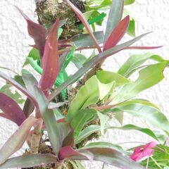 盆景オオタニワタリ、ムラサキオモトと草花の画像