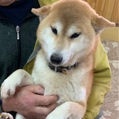 柴犬の幸ちゃん